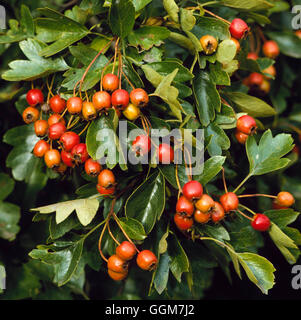 Crateagus monogyna - mostra dei frutti in autunno può ''Biancospino' TRS037637 Foto Hor' Foto Stock