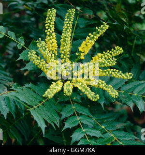 Mahonia x media - "sole invernale degli azionisti TRS045181 Foto Stock