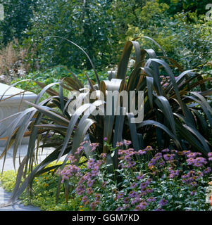 Phormium tenax - Purpureum gruppo TRS045436 Foto Stock