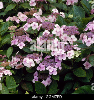 Hydrangea macrophylla - 'Mariesii Lilacina' AGM (Lacecap) TRS052470 Foto Stock