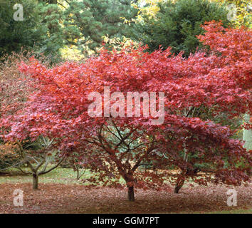 Acer palmatum - f. atropurpureum nel colore di autunno TRS052696 Foto Stock