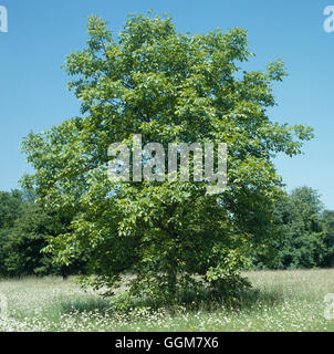 Juglans regia - Inglese in noce060558 TRS Foto Stock