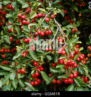 Malus x robusta - 'Red Sentinel' AGM mostra frutti in autunno TRS067920 Foto Stock