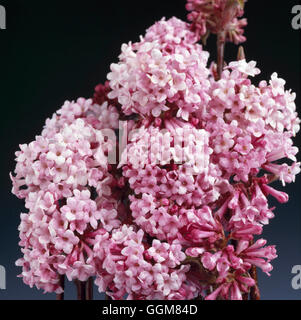 Viburnum x bodnantense - 'Dawn' AGM TRS074658 Foto Stock