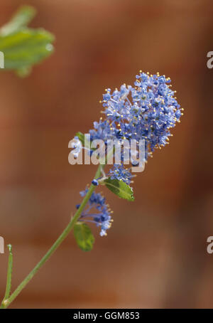 Ceanothus - "I cieli italiani' AGM TRS076738 Foto Stock