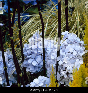Hydrangea macrophylla - 'Nigra' (Hortensia) TRS081222 Foto Stock