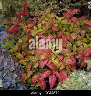 Nandina domestica - 'potenza di fuoco' TRS081227 Foto Stock