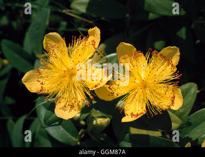 Hypericum calycinum - rosa di Sharon TRS081333 Foto Stock