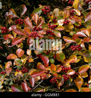 Crataegus persimilis - 'Prunifolia Splendens' TRS084503 Foto Stock