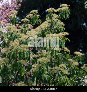 Cornus controversa TRS084475 Foto Stock