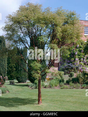 Acer griseum AGM - a Burford House Gardens TRS089073 Foto Stock