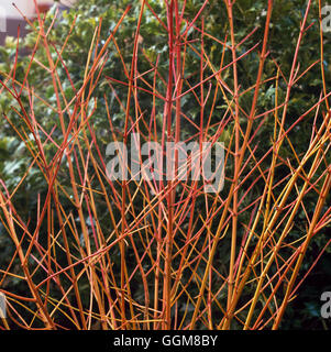 Cornus sanguinea - 'Midwinter Fire' TRS093399 Foto Stock