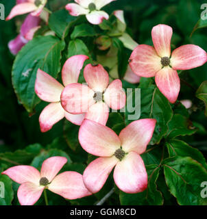 Cornus kousa - 'Satomi degli azionisti - (HDRA - organici) TRS095730 Foto Stock