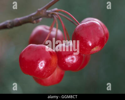 Malus x robusta - 'Red Sentinel' AGM mostra frutti in autunno TRS097671 Foto Stock