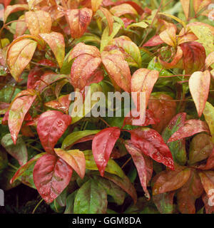 Nandina domestica - 'potenza di fuoco' TRS097947 Foto Stock