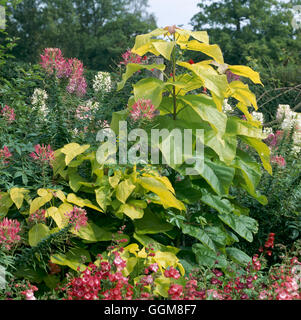 Catalpa bignonioides - 'aurea' AGM TRS102562 Foto Stock