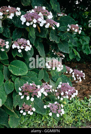 Hydrangea aspera - subsp. sargentiana TRS103404 Foto Stock