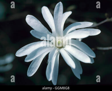 Magnolia stellata - 'Royal Star' TRS104216 Foto Stock