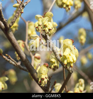 Corylopsis spicata TRS108204 Foto Stock