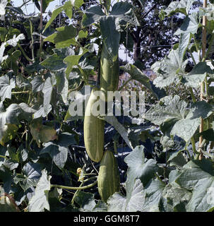 Cinese di cetriolo lungo verde' Data: 18/08/2008017249 VEG ' Foto Stock