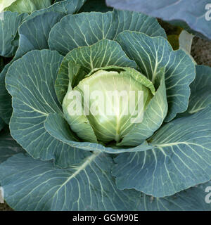 Cavolo - F1.'Stonehead' (Primavera) VEG046897 Foto Stock