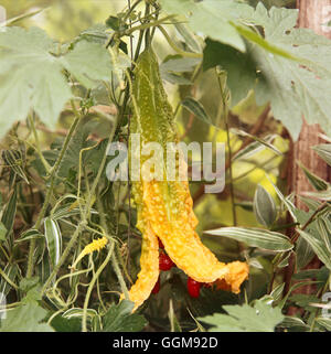 Zucche - Balsamo Pera'' gourd Amaro" o "Karela Gourd'' (Momordica charantia)' VEG053464 Cre obbligatoria' Foto Stock