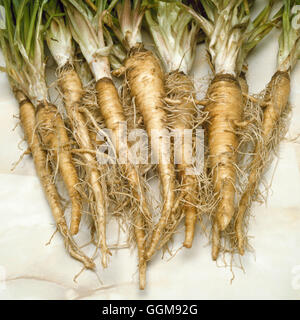 Salsefrica - "Giant'- - (Tragopogon porrifolius) VEG054096 Foto Stock