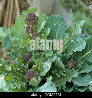 Broccoli - viola la germogliazione VEG055258 Foto Stock