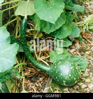 Gourd - 'Amphore' (decorativi) (HDRA - organico) VEG096027 Foto Stock