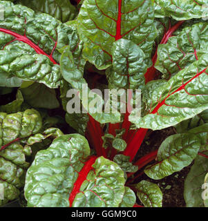 Ruby Chard - 'Charlotte' VEG103079 Foto Stock