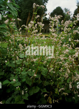 Il grano saraceno (Fagopyrum esculentum) Data: 28/08/2008 VEG103391 Foto Stock