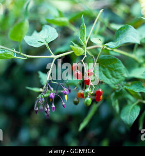 Nightshade - Woody - noto anche come agrodolce (Solanum dulcamara)' WFL017487 Foto Stock