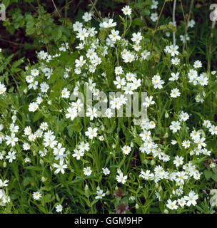 Stitchwort - Superiore - (Stellaria holostea) WFL056880 Foto Stock