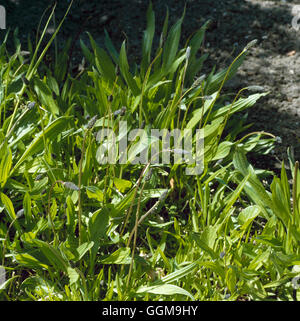 Platano - Ribwort - (Planzago lanceolata) WFL061990 Foto Stock