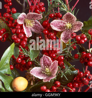 Fiori invernali - collezione di Dicembre - Clematis cirrhosa 'lentiggini' Cornus steli Rosmarino Fatsia Abelia e bacche di Malus Foto Stock