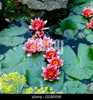 Nymphaea - "Formosa' WPL033122 Foto Stock