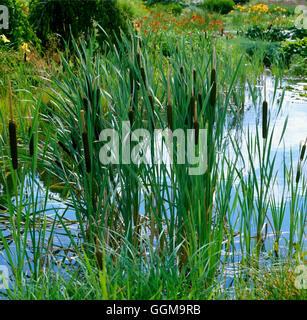 Typha latifolia - Giunco ''Cat's Tail'' ''Grande Reedmace' WPL090952 Foto Horticultur' Foto Stock