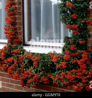 Arbusto a parete - Pyracantha "bagliore arancione' AGM WSB093086 Foto Stock