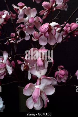 Magnolia sprengeri "IVA" Foto Stock