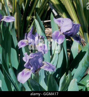 Iris 'Tincurbell' (Nana Standard barbuto) Foto Stock