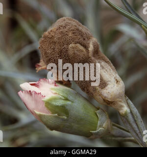 Botrytis Cinerea - la muffa grigia - su garofano Foto Stock