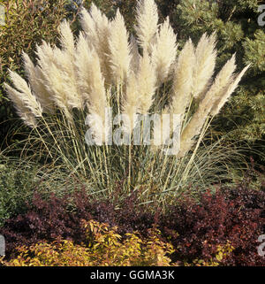 Cortaderia selloana 'Pumilla' Foto Stock