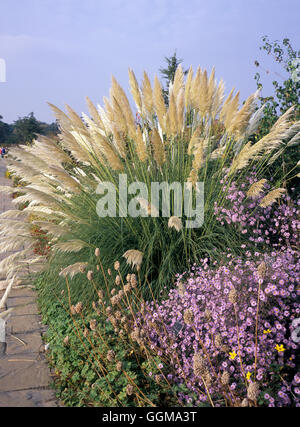 Cortaderia selloana Foto Stock