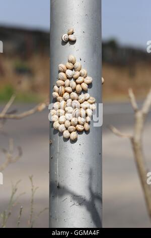 Lumache di cluster su un palo. Gruppo di bianco garden lumache (chiamato anche costiere mediterranee lumaca) attaccato a un cartello stradale Polo. Colonia di terra snai Foto Stock