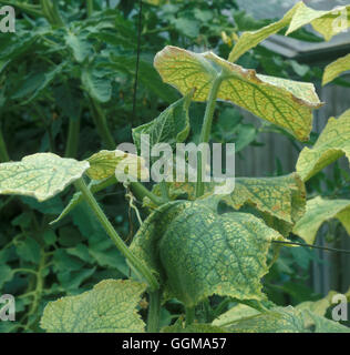 Acaro rosso su cetriolo (Tetranychus urticae) Foto Stock