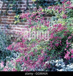 La Lespedeza thunbergii (Syn. Desmodium penduliflorum) Foto Stock