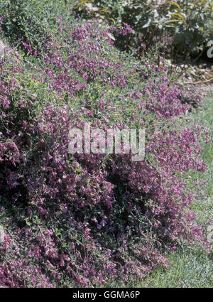 La Lespedeza thunbergii (Syn Desmodium penduliflorum) Foto Stock