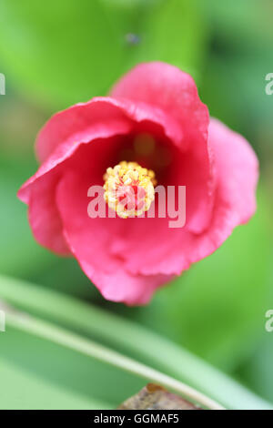 Rosa fiori tropicali sono in fiore nel giardino per la natura dello sfondo. Foto Stock