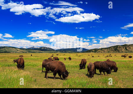 Una mandria di bisonti pascolano nei pressi di Moran giunzione in Grand Teton National Park Wyoming USA Foto Stock