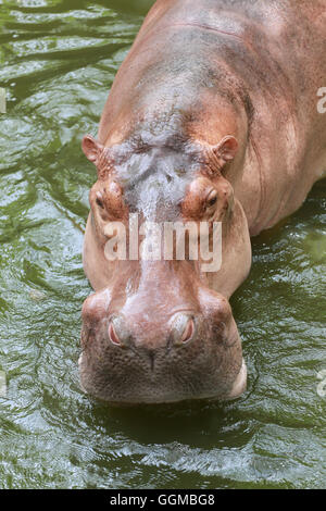 Ippopotamo di acqua di imbibizione la fauna animale in Africa. Foto Stock